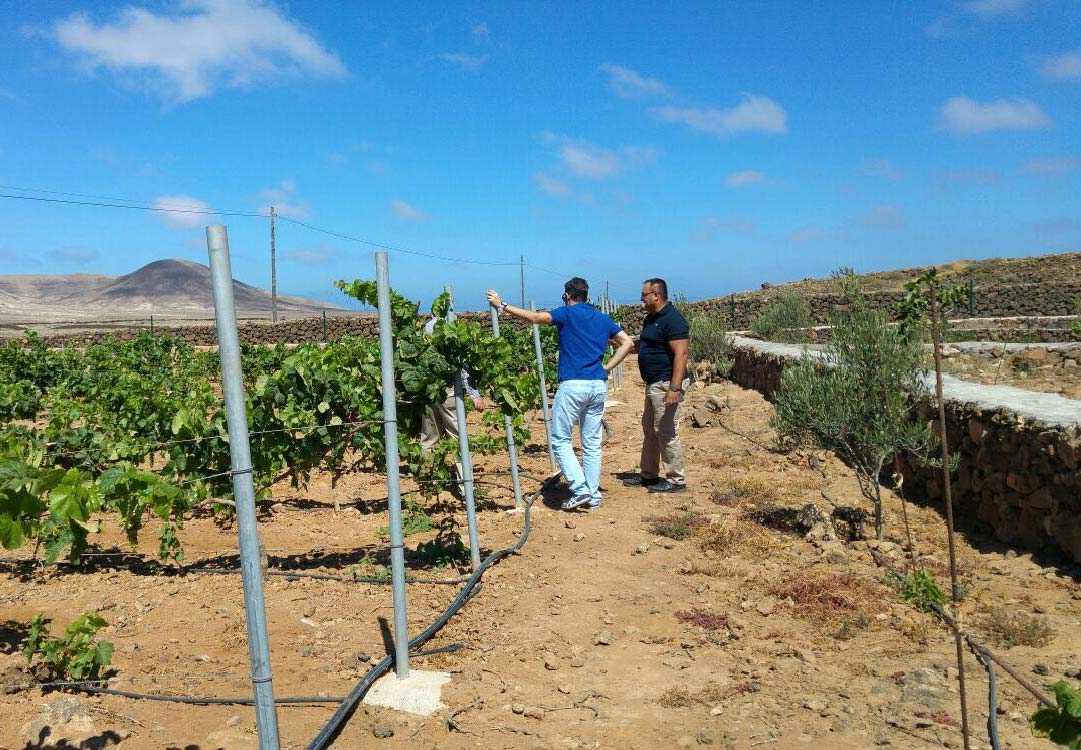 La primera bodega de Fuerteventura es Canary Wine.