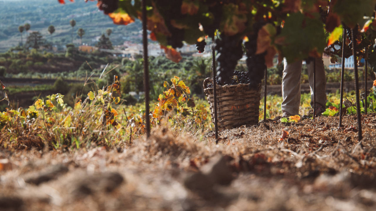 The harvest ends Denomination of Origin Islas Canarias Canary Wine