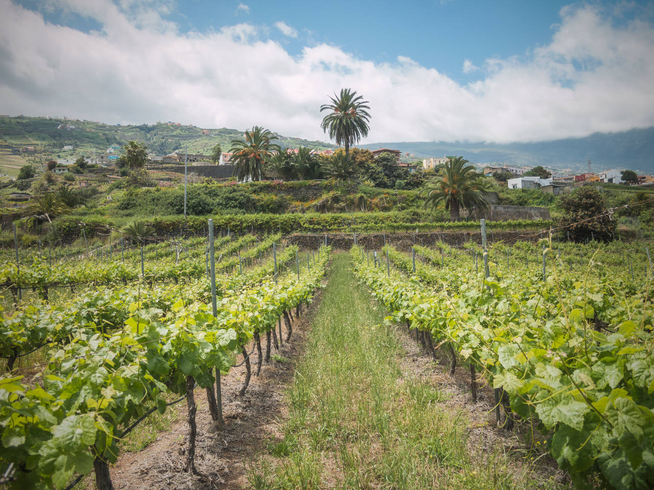 AVIBO presenta alegaciones al Proyecto de Reglamento regulador de los usos agrarios y complementarios del suelo en Canarias