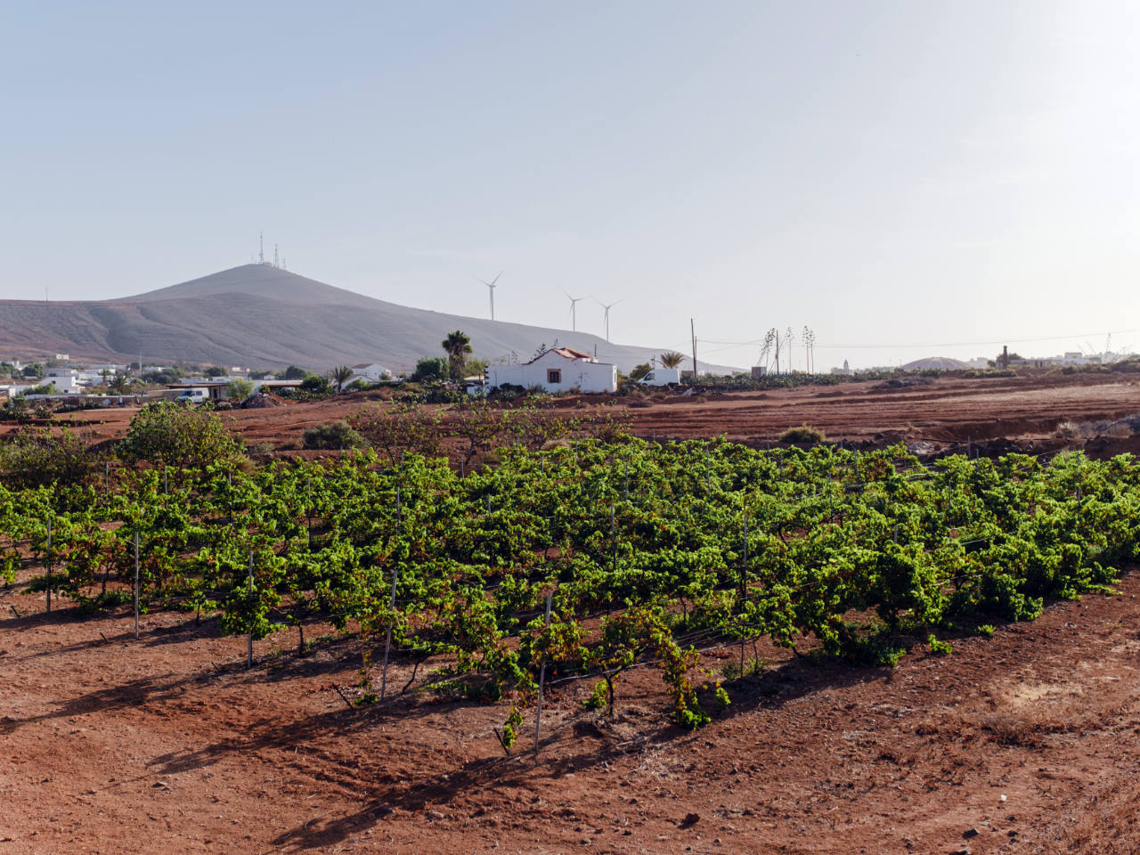 La DOP Islas Canarias – Canary Wine cierra un año exitoso con más de un millón de botellas de vino comercializadas