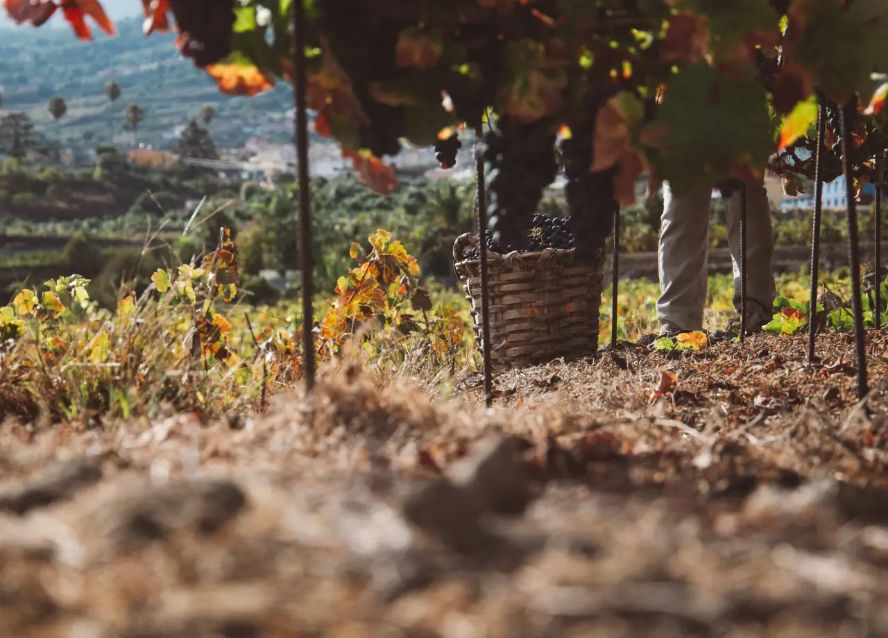 Arranca la vendimia en la DOP Islas Canarias – Canary Wine