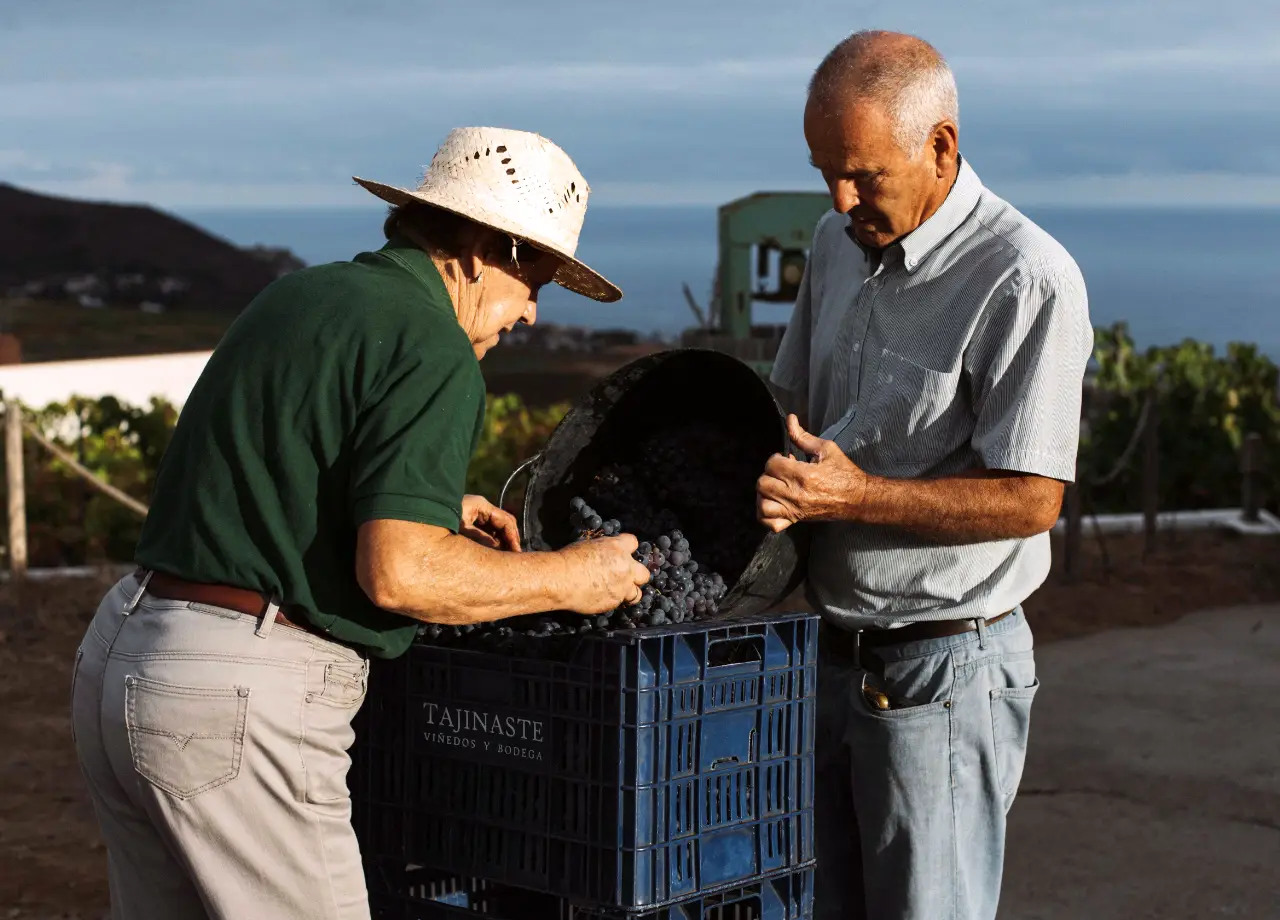 Finaliza la vendimia 2025 con más de 1,3 millones de kilos de uva recolectados